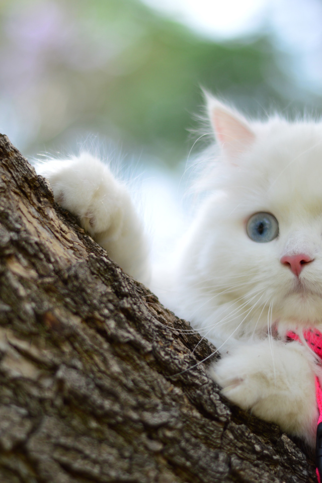 Белый пушистый кот с разноцветными глазами на дереве