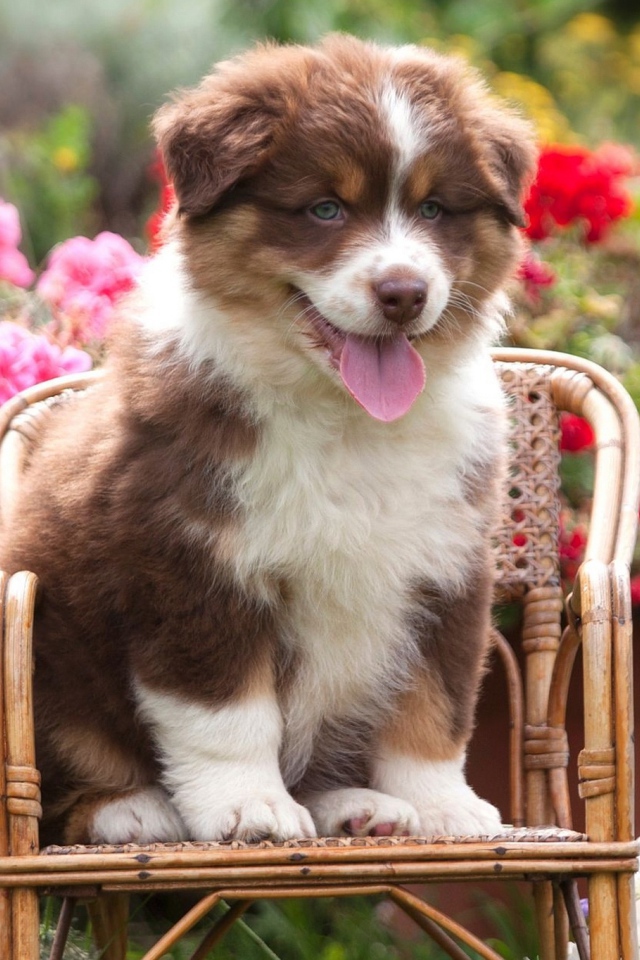 Милый щенок породы Австралийская овчарка, сидит на стуле 