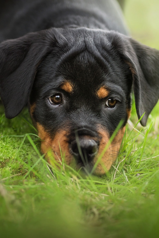 Грустный щенок ротвейлера лежит на зеленой траве