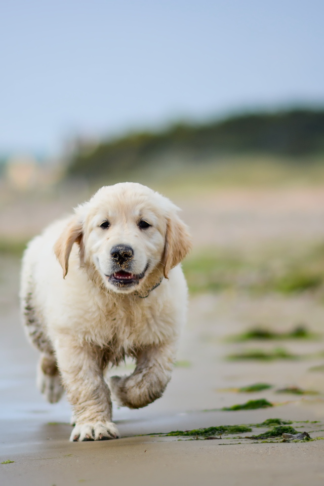 Маленький щенок золотистого ретривера бежит по мокрому песку