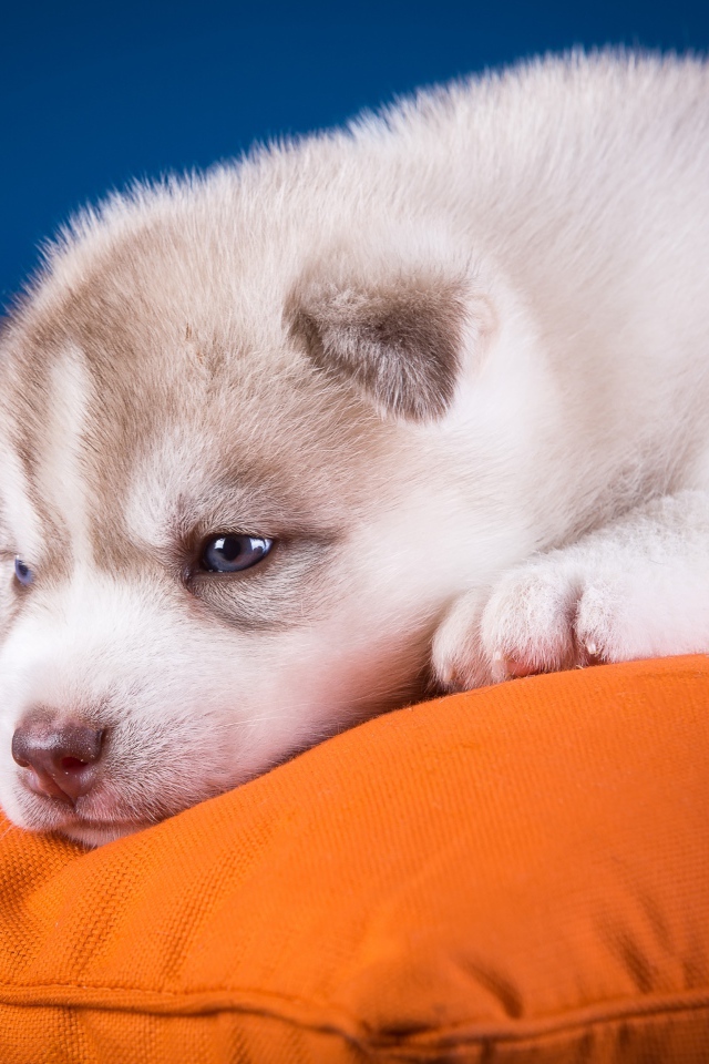 Маленький грустный щенок хаски лежит на подушке