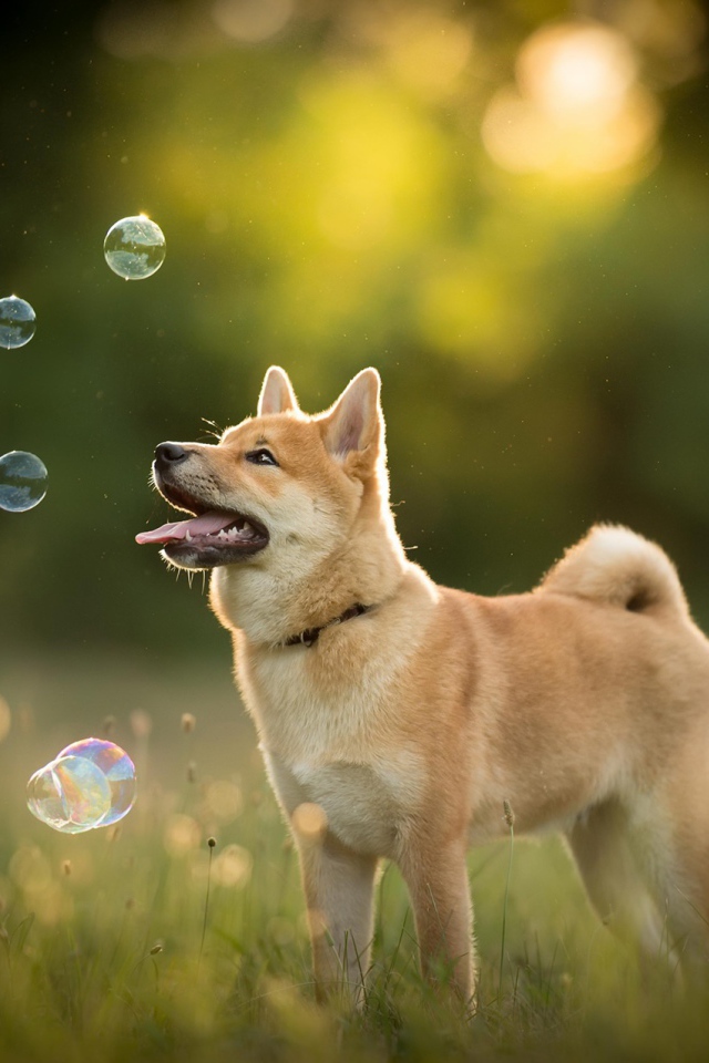 Собака породы акита ину ловит мыльные пузыри