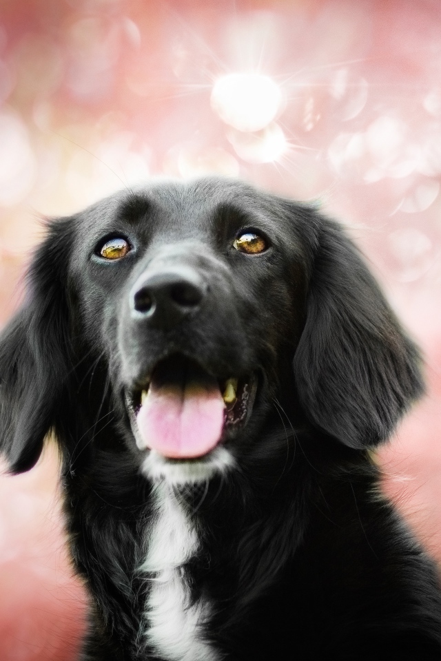 Черная собака с высунутым языком на розовом фоне 