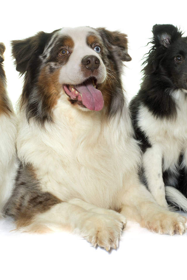 Четыре собаки породы Австралийская овчарка на белом фоне