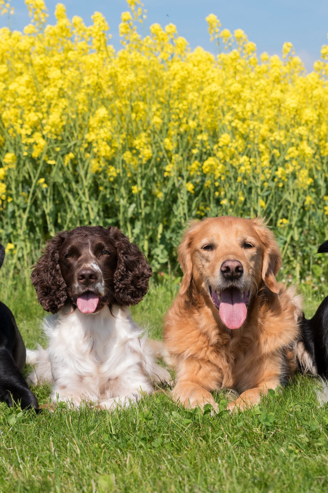 Четыре породистых собаки лежат на зеленой траве у желтых цветов
