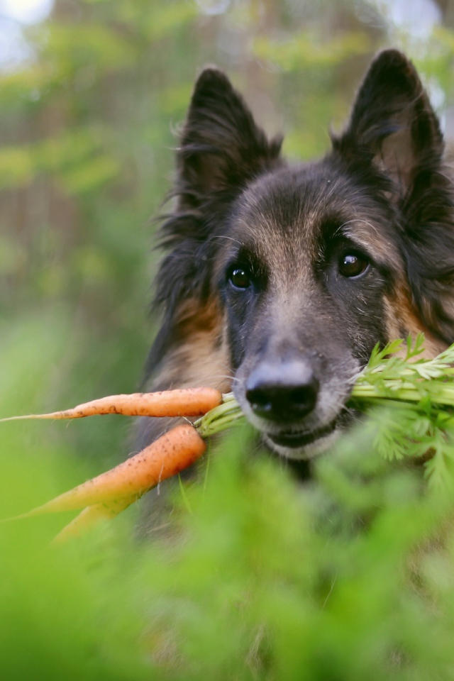 Немецкая овчарка с морковью в зубах 
