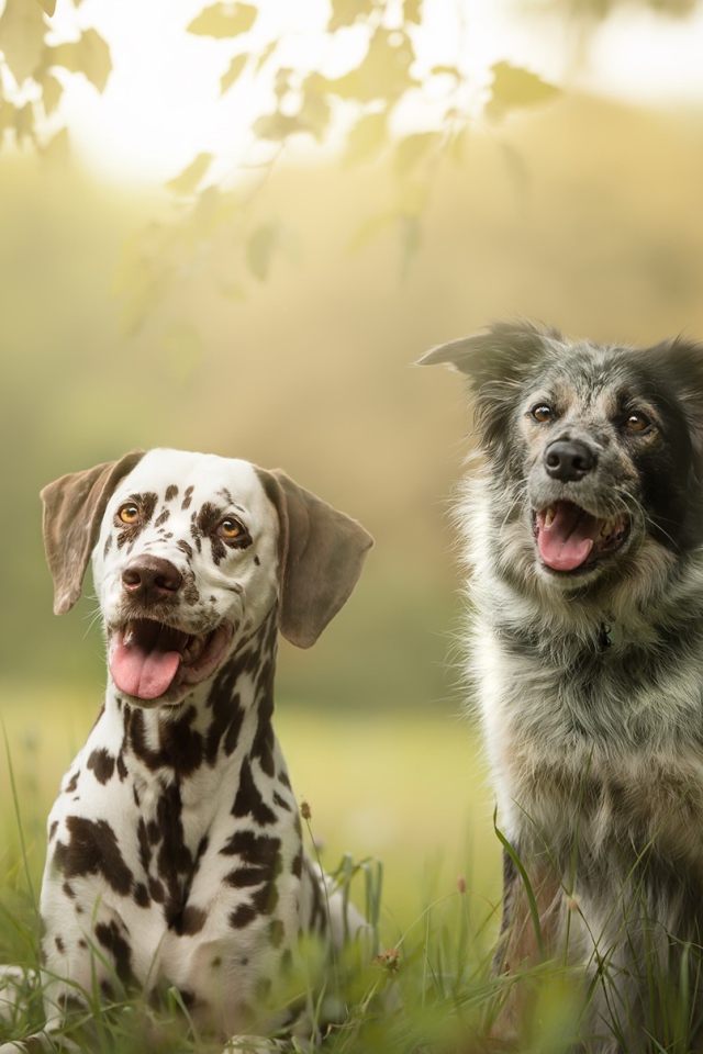 Две собаки породы далматин и Австралийская Овчарка сидят на траве