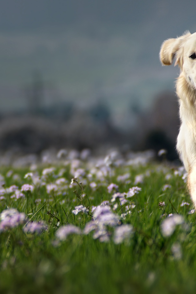 Белая счастливая собака бежит по зеленой траве 
