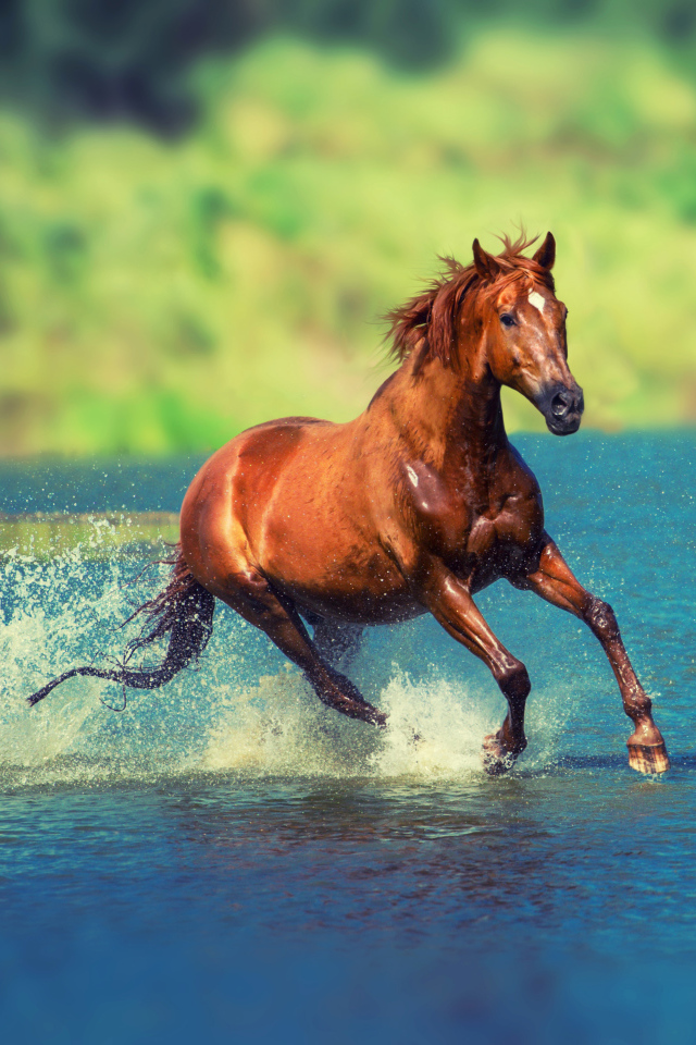 Коричневая лошадь скачет по воде