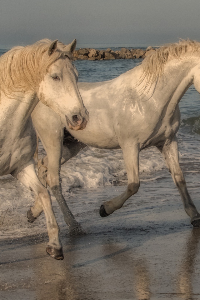 Две белые лошади бегут по песку на берегу моря
