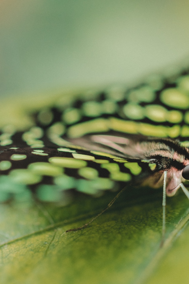 Красивая бабочка сидит на зеленом листе