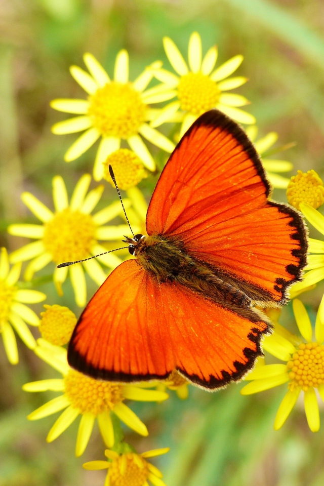 Красивая оранжевая бабочка сидит на желтом цветке
