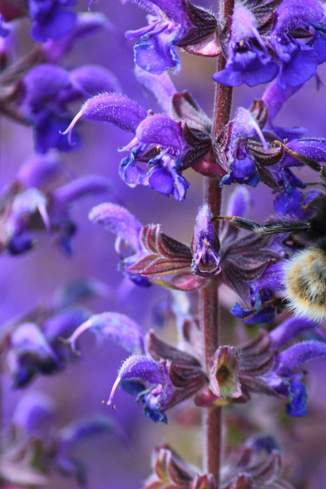 Пчела сидит на синем цветке лаванды