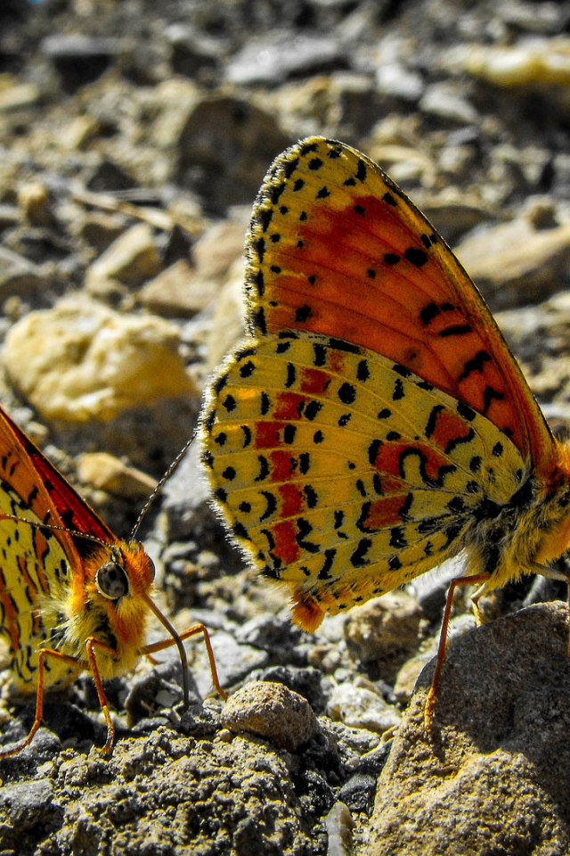 Две бабочки сидят на камне крупным планом