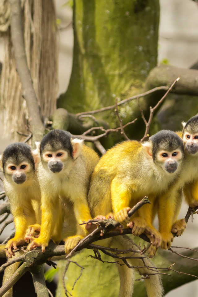 Четыре обезьянки породы Саймири на ветке