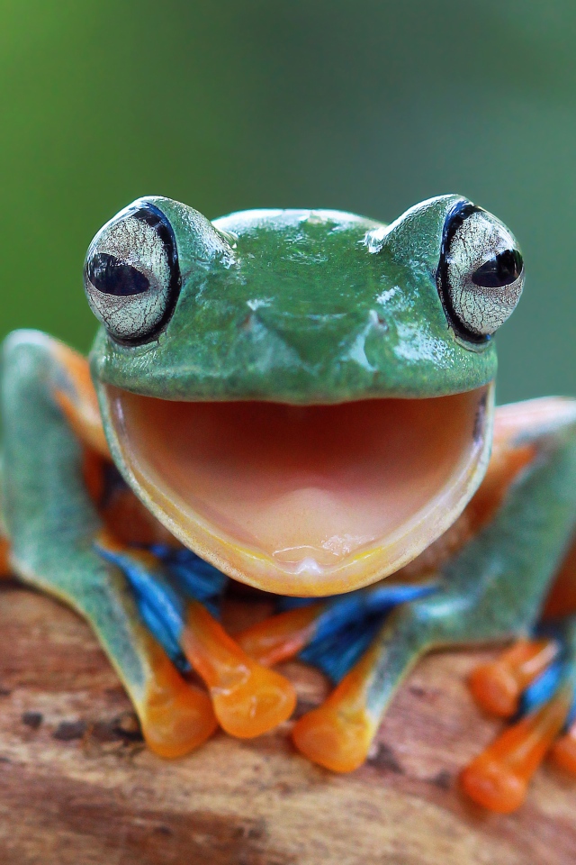 Забавная зеленая лягушка с открытым ртом