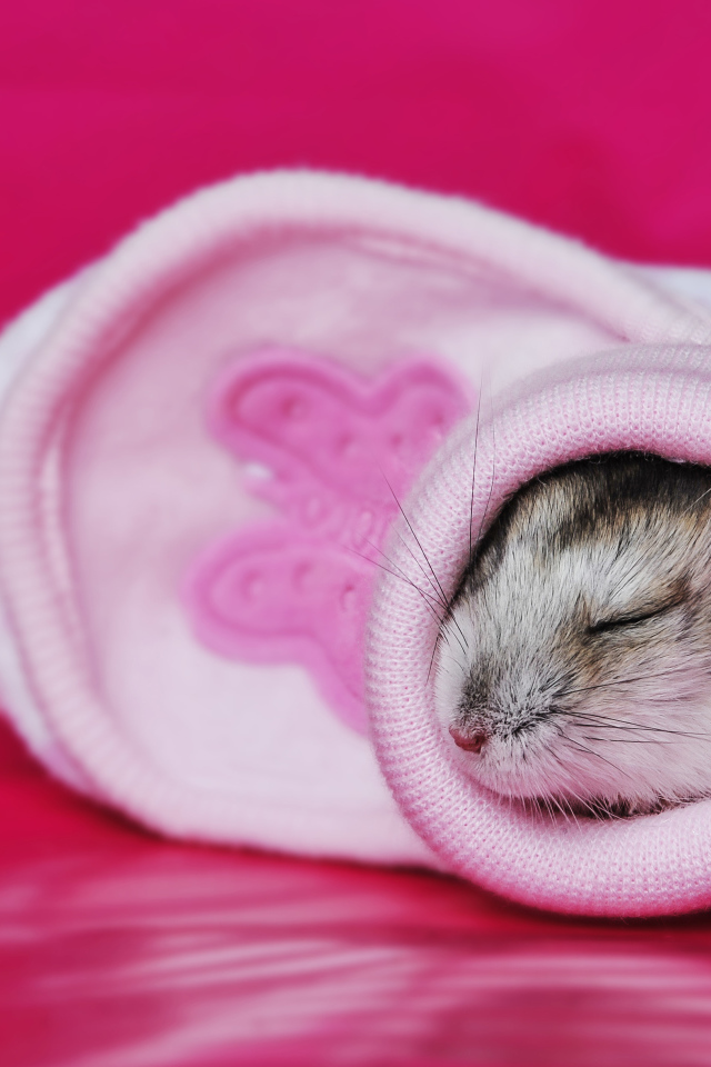 A little cute hamster is sleeping in a pink sock