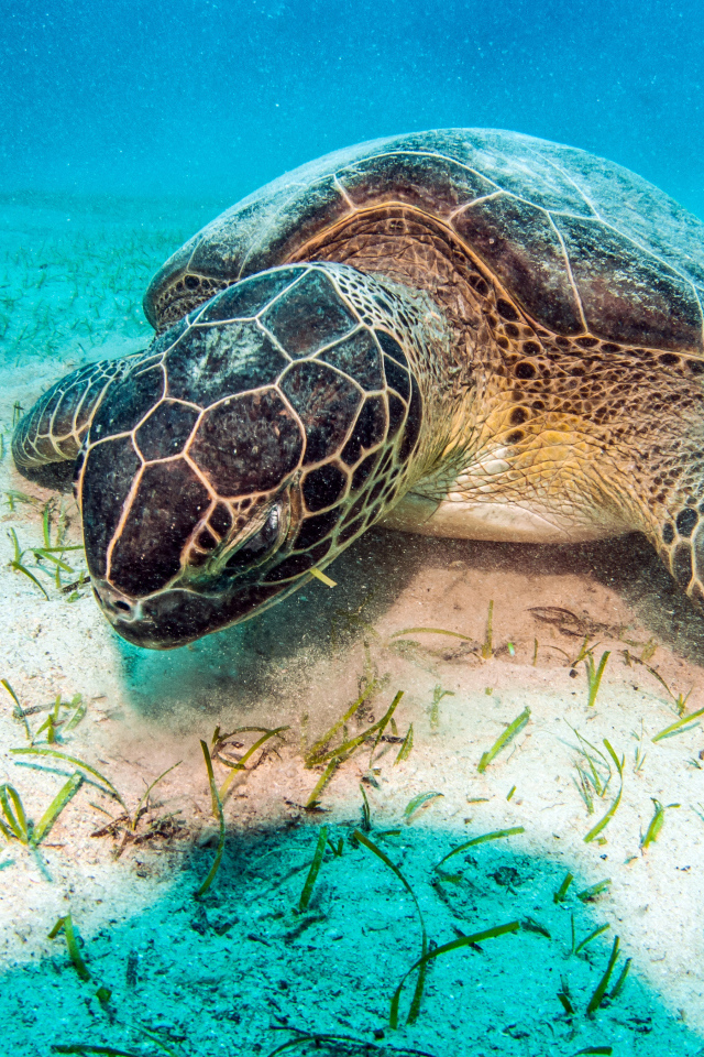 Большая черепаха лежит под водой на дне