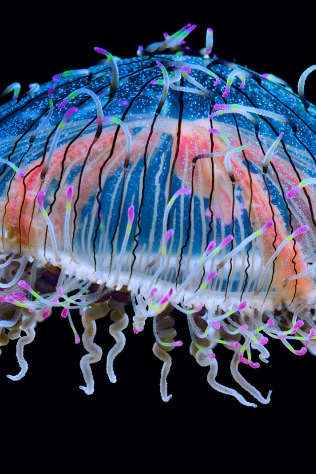 Красивая разноцветная медуза на черном фоне