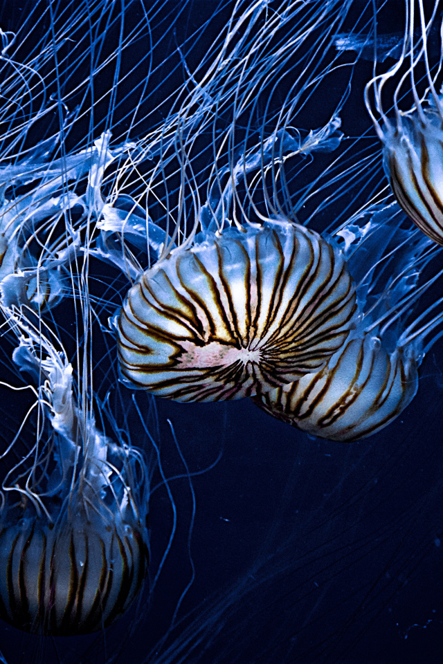 Красивые морские медузы 