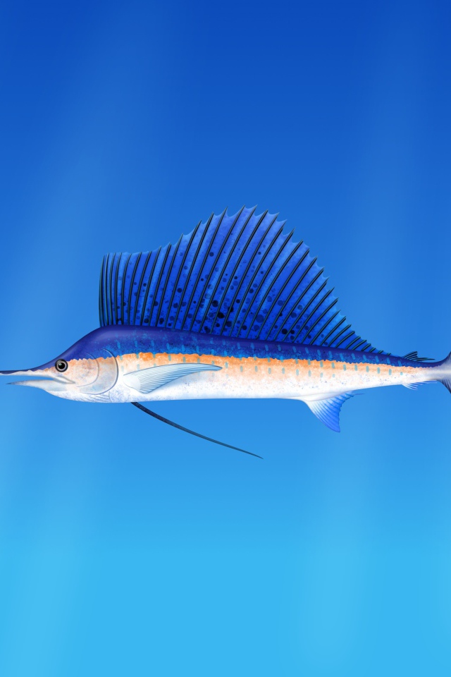 Морская  рыба марлин  на голубом фоне 