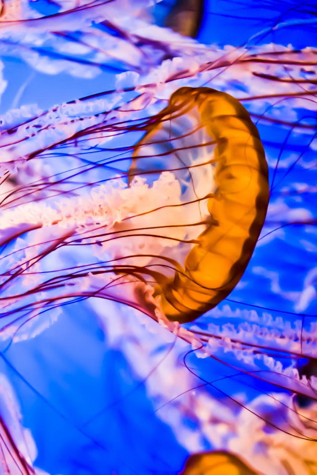 Разноцветные медузы под водой крупным планом