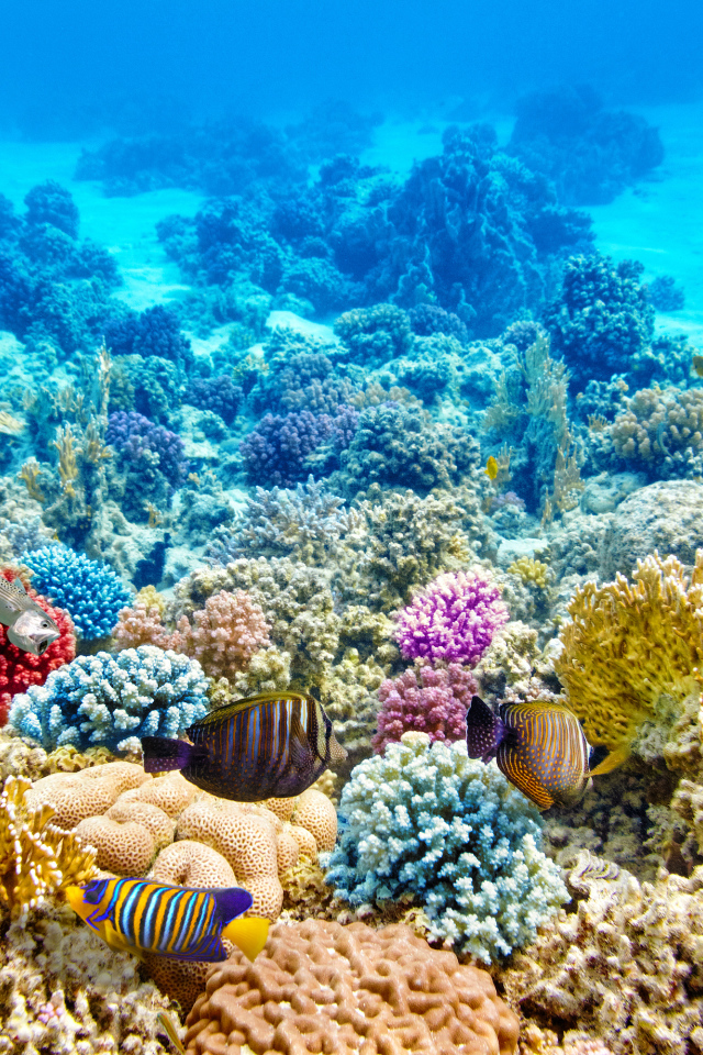 Разноцветные морские рыбы и кораллы под водой