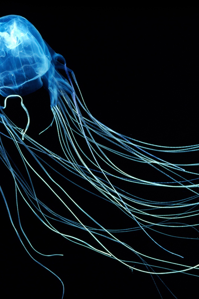 Необычная синяя Австралийская медуза на черном фоне