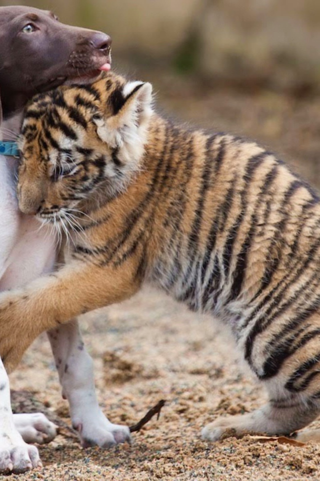 Маленький щенок и тигренок обнимаются