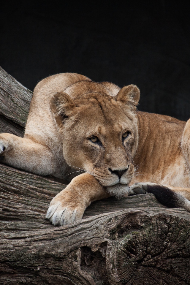 The big lioness lies on a dry tree in the zoo