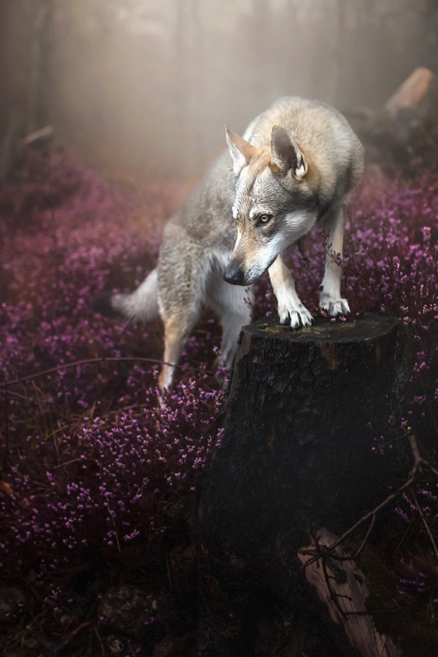 Суровый взгляд серого волка в лесу с сиреневыми цветами