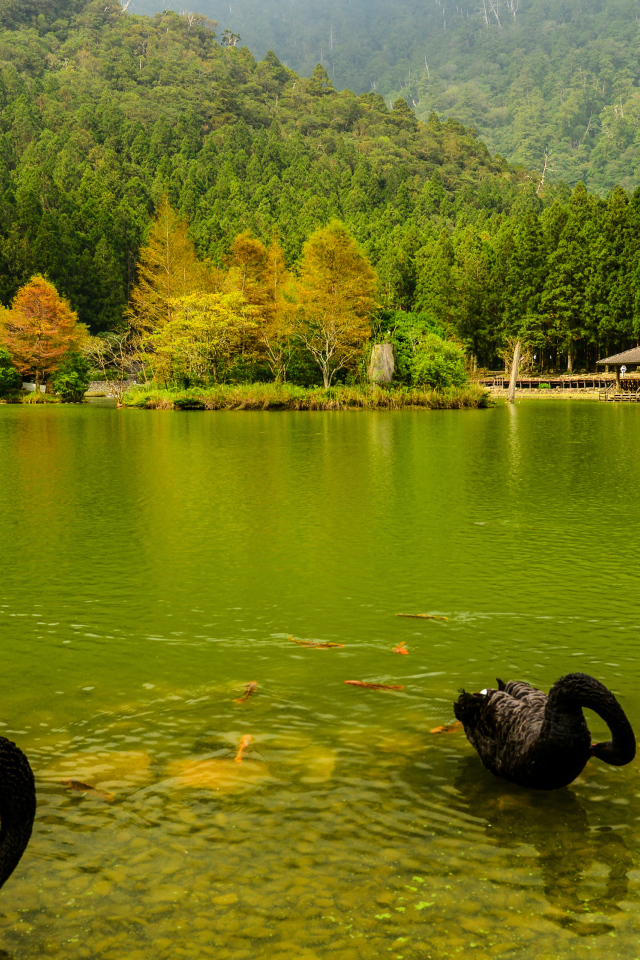Черные лебеди в пруду на фоне красивого зеленого леса, Япония