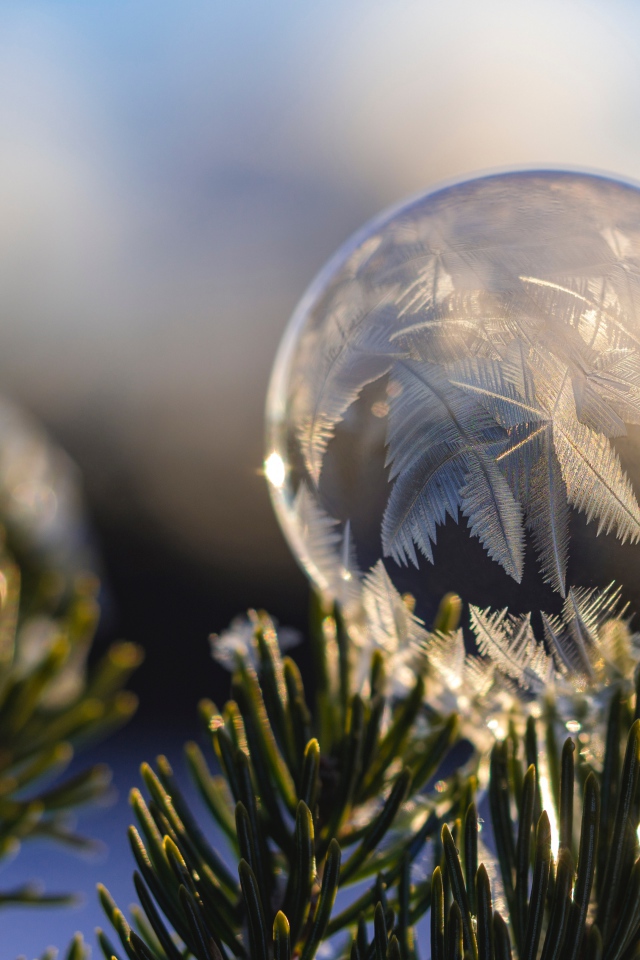 Замерзший мыльный пузырь на еловой ветке зимой