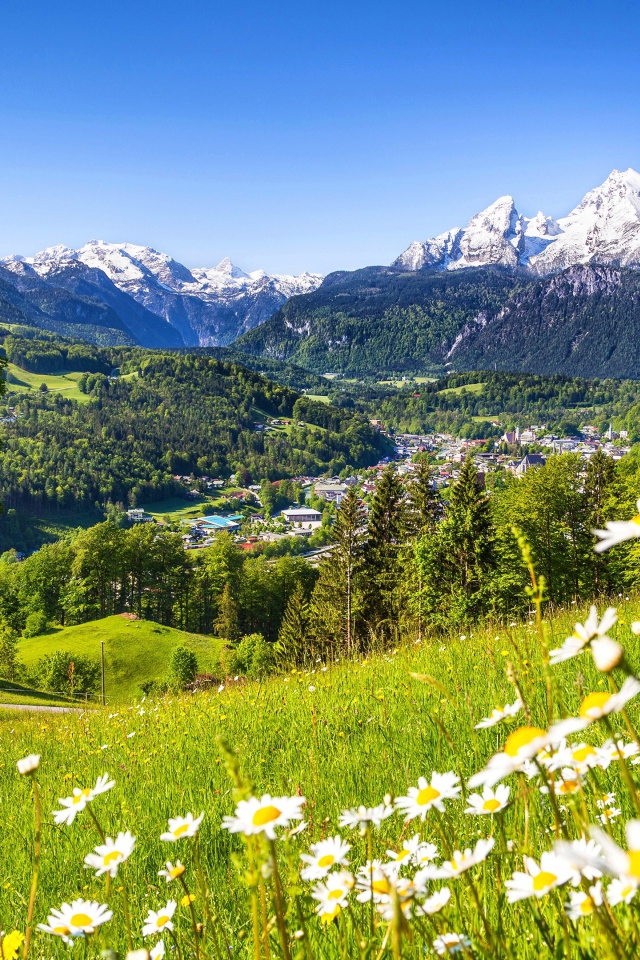 Green flowering alpine meadows against the background of snow-capped mountains, Germany