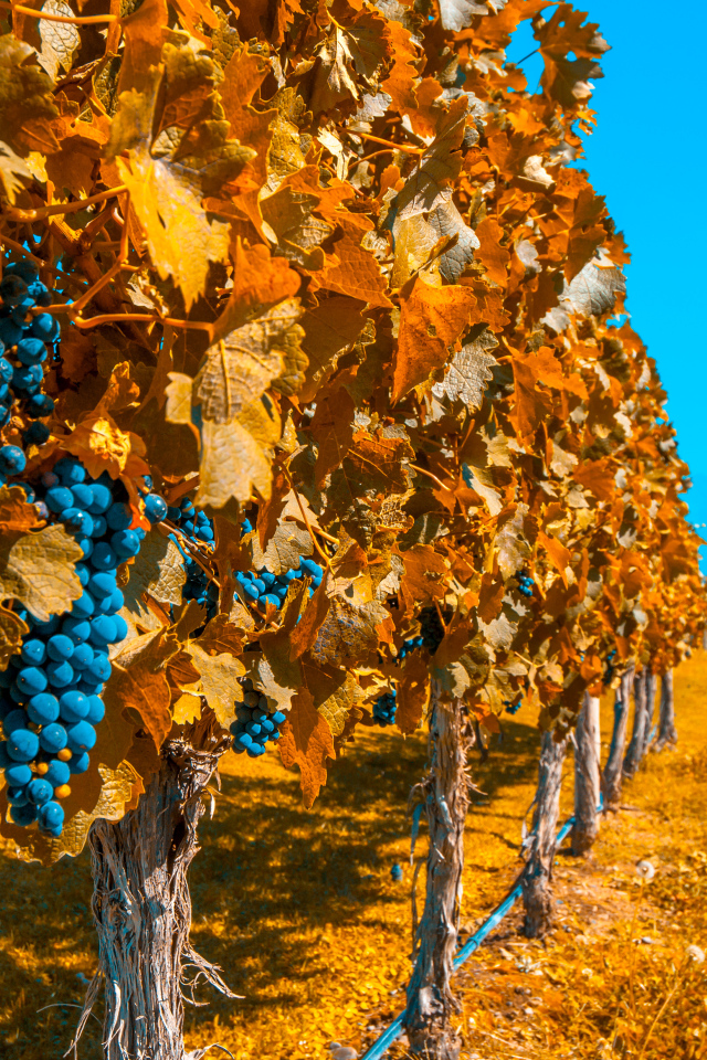 Виноградники со спелым синим виноградом под голубым небом осенью