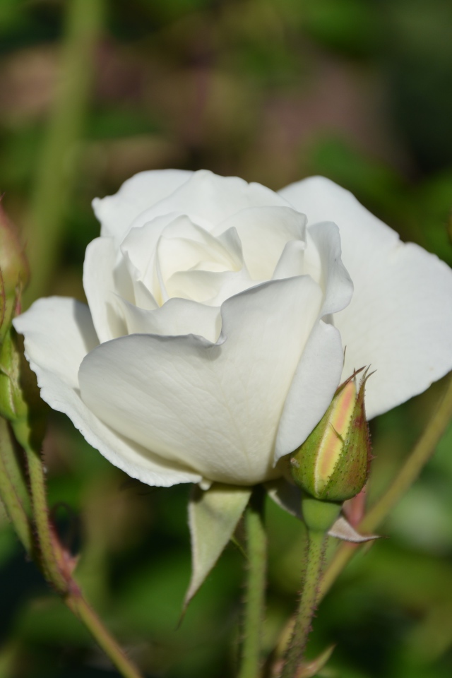 Нежная белая садовая роза 