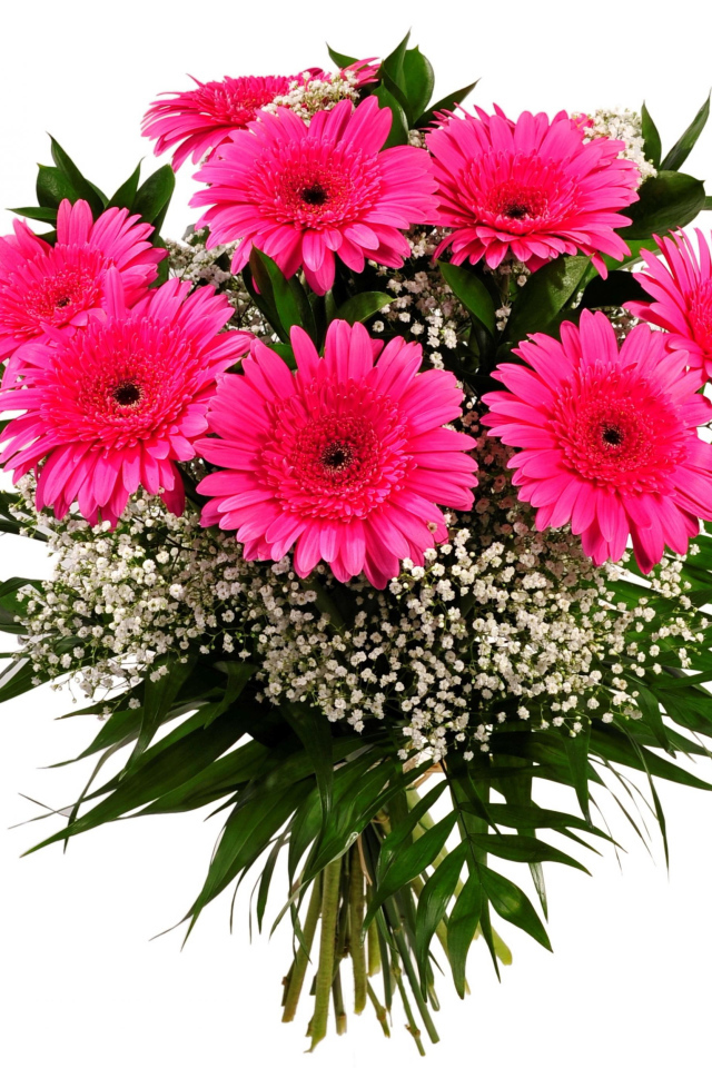 Beautiful bouquet of pink gerberas with green leaves on a white background