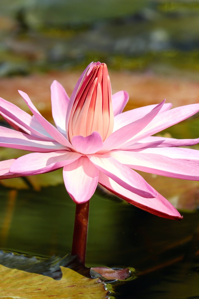 Красивая розовая водяная лилия в пруду