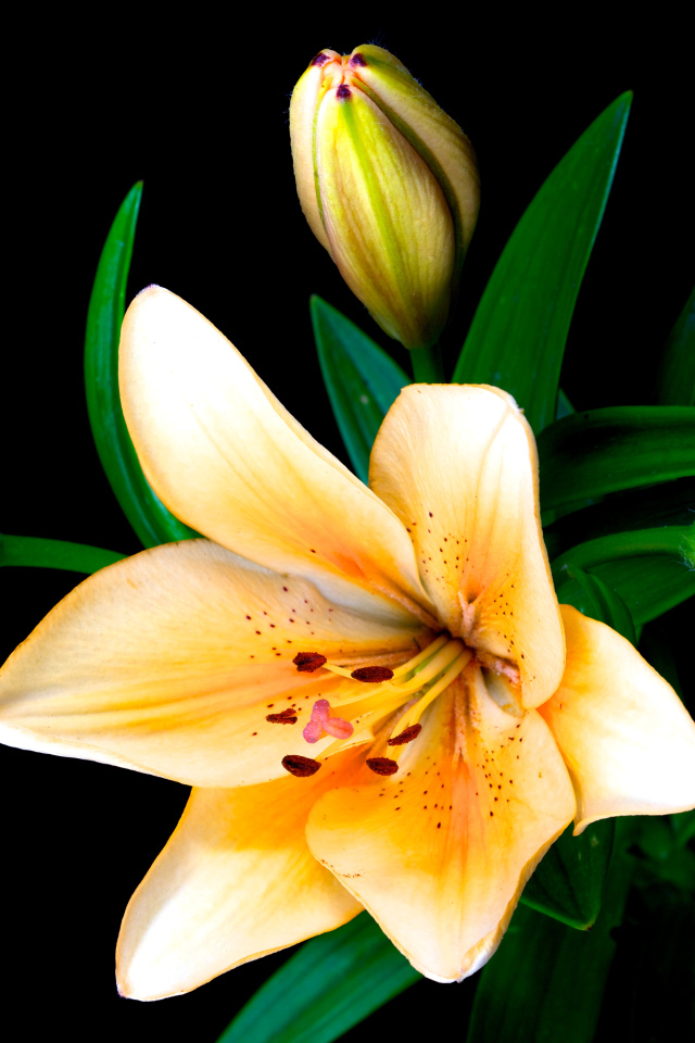 Delicate lilies with buds on a black background closeup