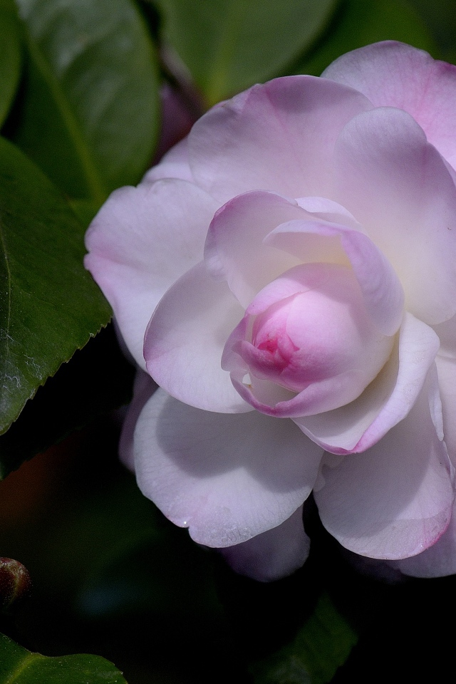 Нежный розовый цветок камелия крупным планом