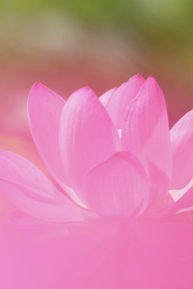 Delicate pink lotus flower closeup