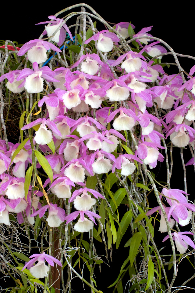 Экзотические розово-белые орхидеи на черном фоне