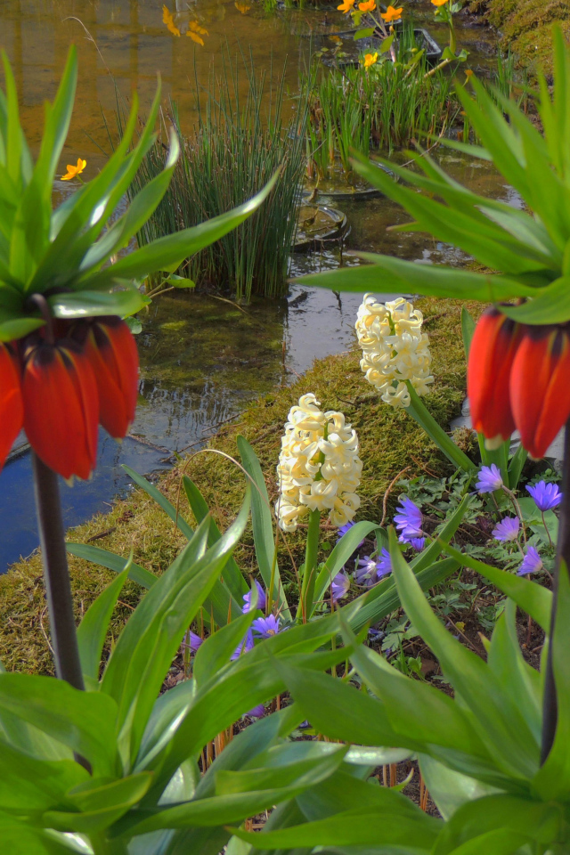 Цветы рябчики и гиацинты у водоема