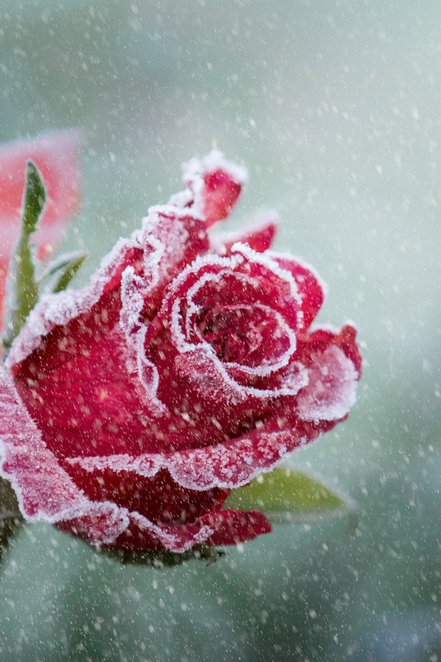 Покрытые инеем две красные розы 
