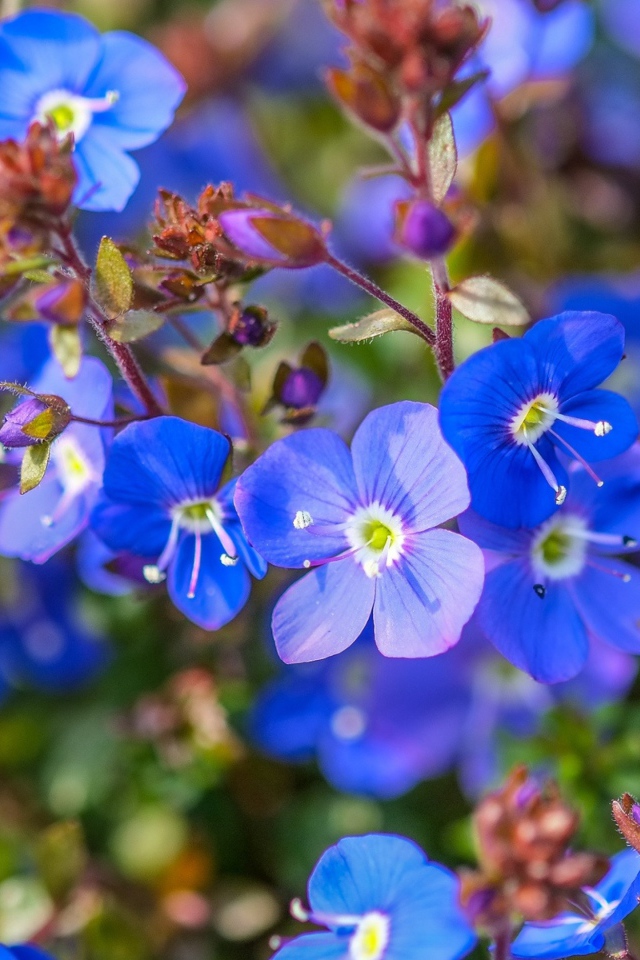Маленькие голубые цветы незабудки 
