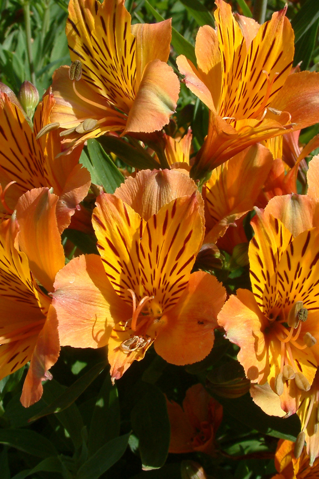 Оранжевые цветы альстрёмерия крупным планом