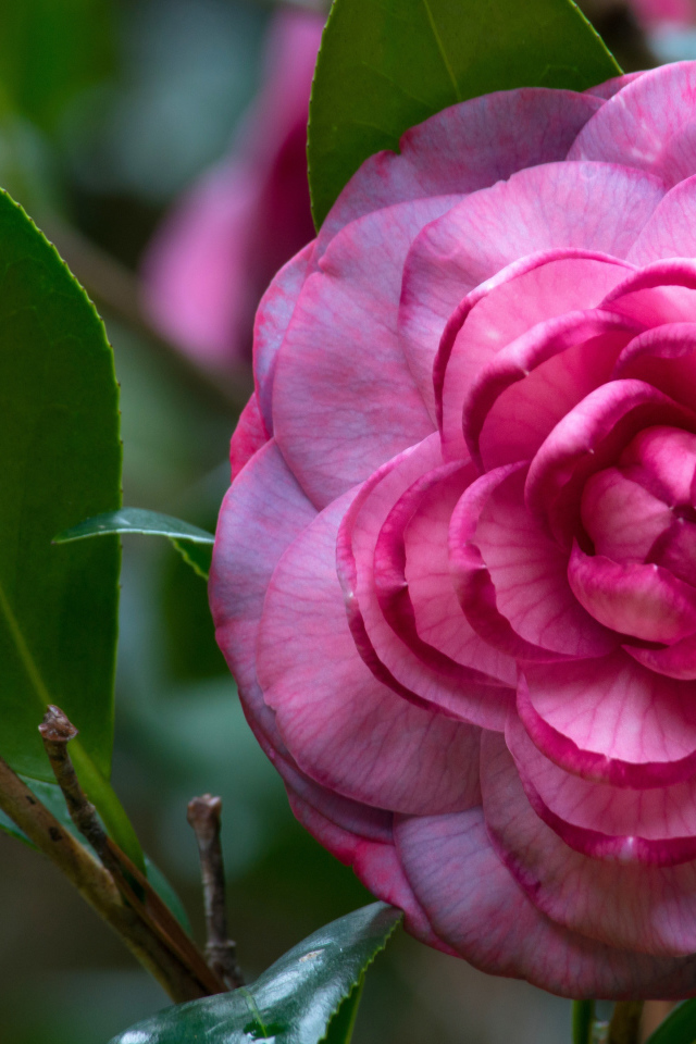 Розовый красивый цветок камелия 