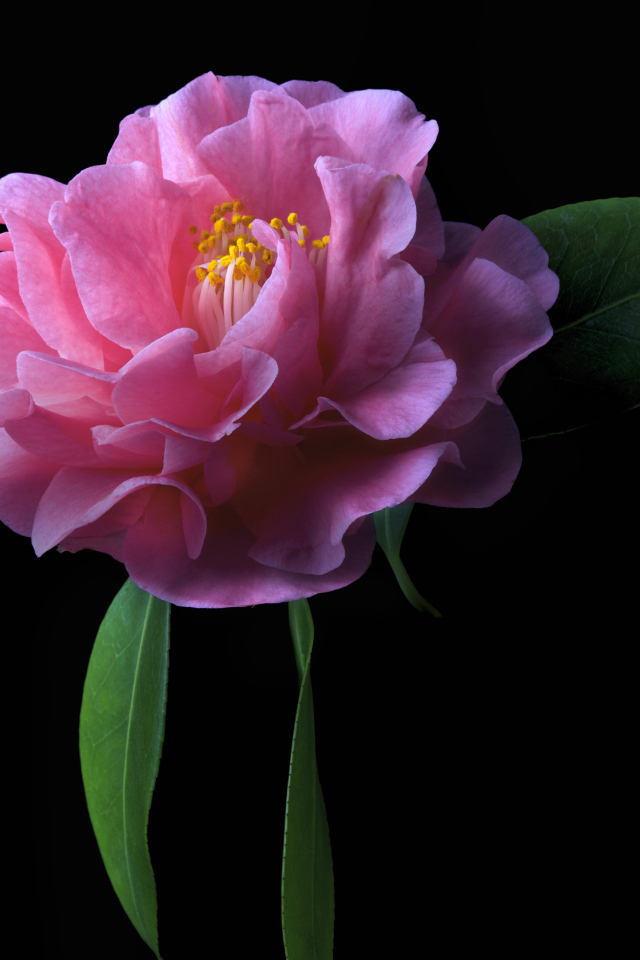 Розовый цветок камелия на черном фоне крупным планом