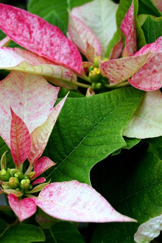 Розовые цветы Пуансеттия с зелеными листьями