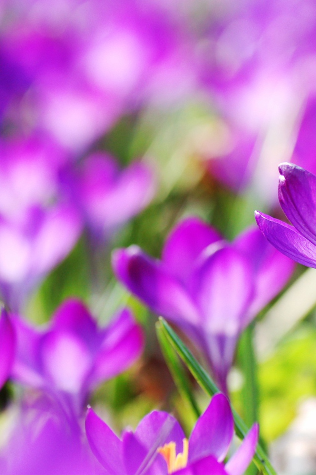 Фиолетовые весенние цветы крокусы 